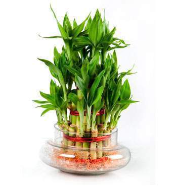 Lucky-Bamboo-Vaastu-Tips-for-Plants.