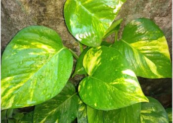 Money Plant and Vaastu