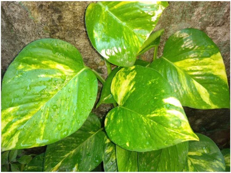 Money Plant and Vaastu